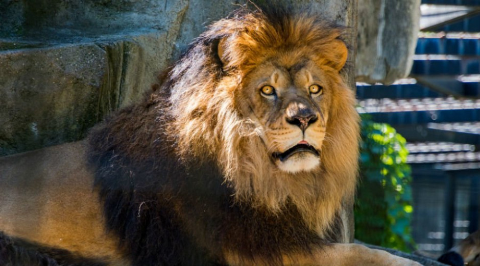 León cae a un estanque y conmociona a cibernautas