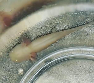 Encuentran a ajolote bebé abandonado en iglesia de Venezuela