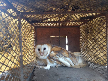 Bomberos auxilian a Lechuza con un ala lastimada