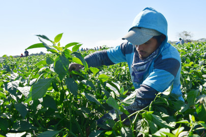 Retornan de Canadá, agricultores beneficiarios del programa PTAT