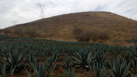 Encuentran cuatro cuerpos en fosa clandestina de Nayarit