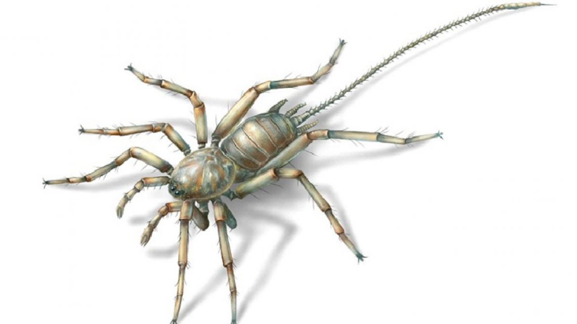  Encuentran insecto prehistórico mitad araña mitad escorpión en ámbar