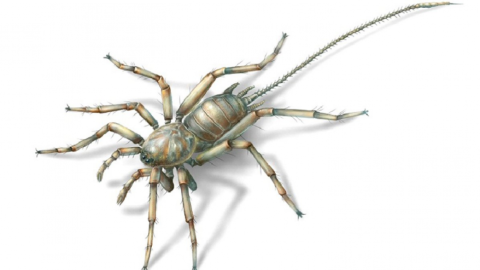  Encuentran insecto prehistórico mitad araña mitad escorpión en ámbar