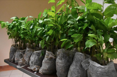 El árbol ramón, un aliado de los ganaderos en épocas de sequía