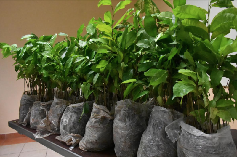 El árbol ramón, un aliado de los ganaderos en épocas de sequía