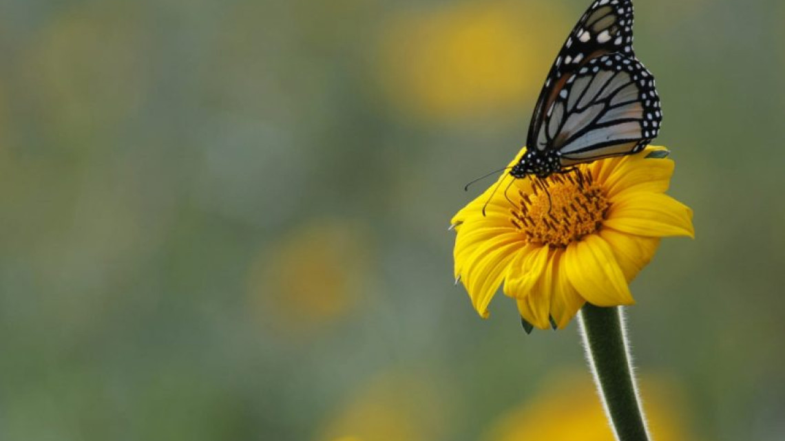 Fortalecerán la Ruta Migratoria de las Mariposas Monarca en Tamaulipas