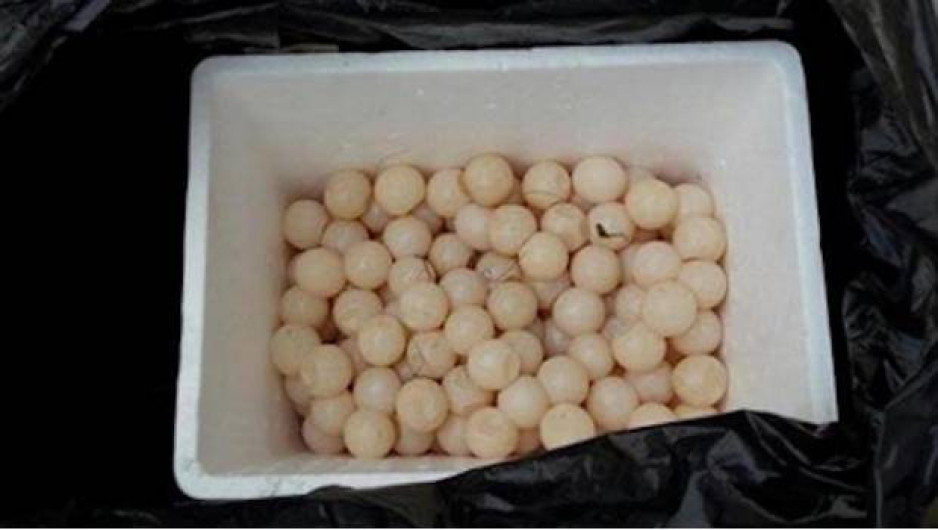 PF asegura más de mil huevos de tortuga en Oaxaca