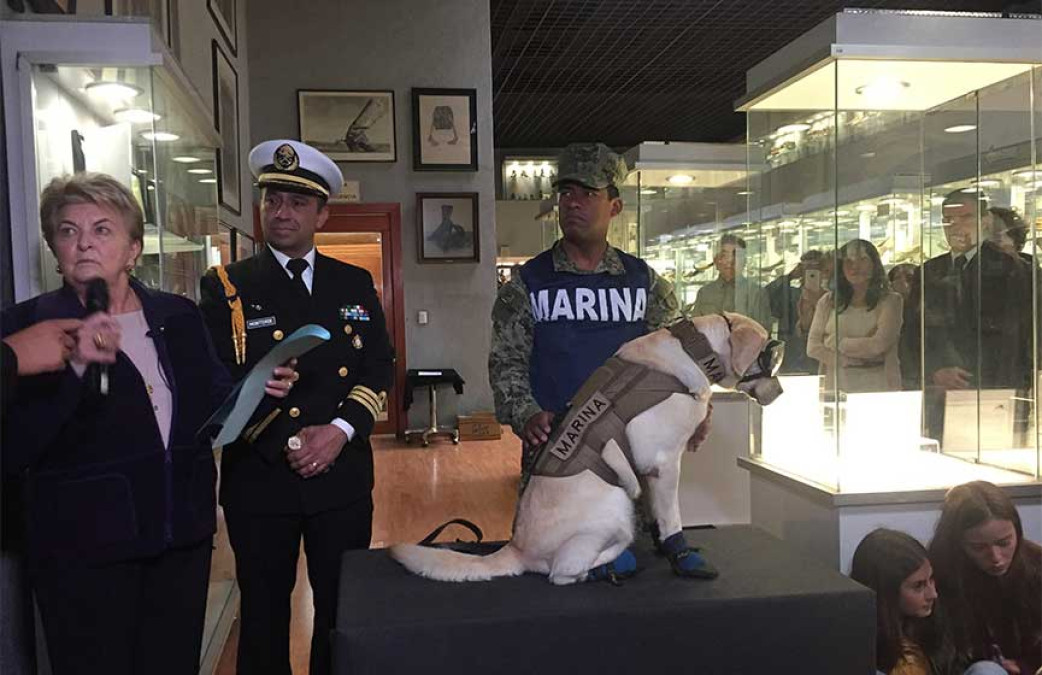 Frida la perrita dona sus botas a un museo