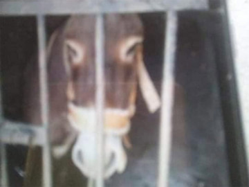 ¡Por fin! Liberan  a burro encarcelado en Oaxaca