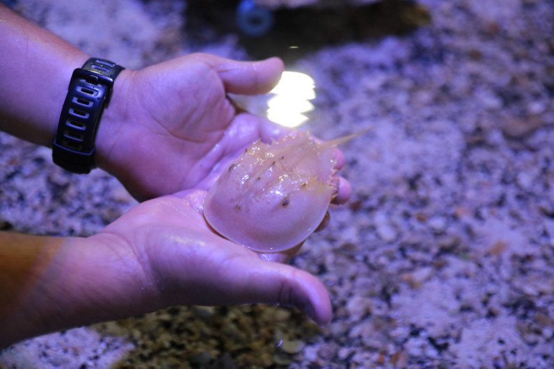 Tiene acuario de Nuevo Laredo nuevas especies en exhibición 