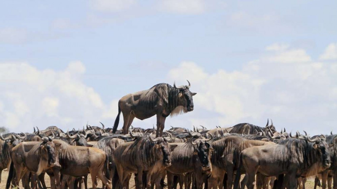 Las 10 fotos graciosas de animales