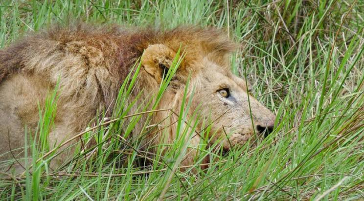 León escapa y genera pánico en las calles de Nairobi