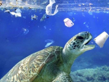 Piden no usar desechables en visita a Playas