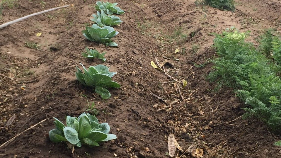 Se prevé buen precio para la venta de cebolla de exportación