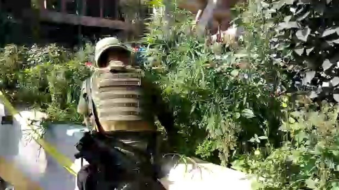 Retiran plantas de marihuana de Periférico