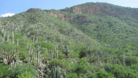 Declaran Valle de Tehuacán-Cuicatlán en la Lista del Patrimonio Mundial