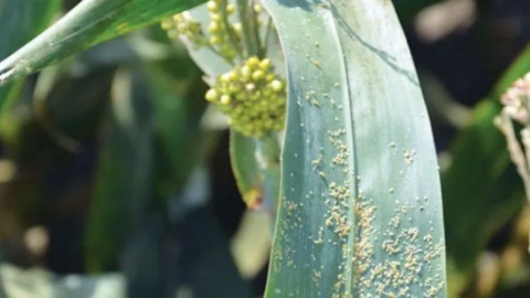 Llaman a productores a estar en alerta por pulgón amarillo