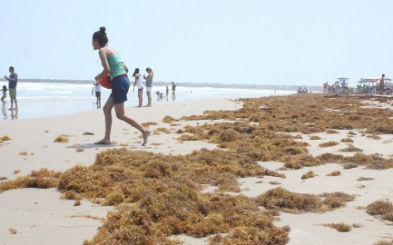 Maquinaria quietará sargazo en noviembre: Semarnat