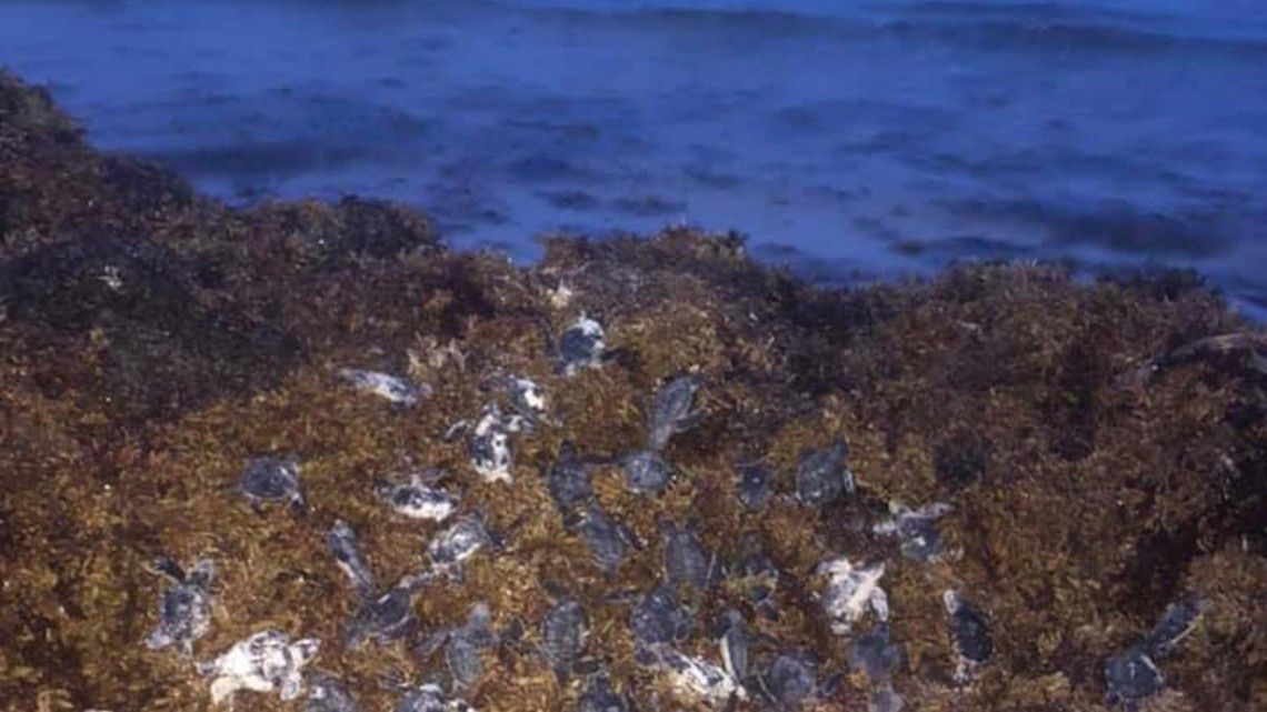 Sargazo provoca muerte de tortugas