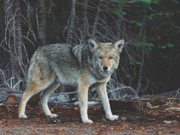 Alertan por ataque de coyotes con rabia