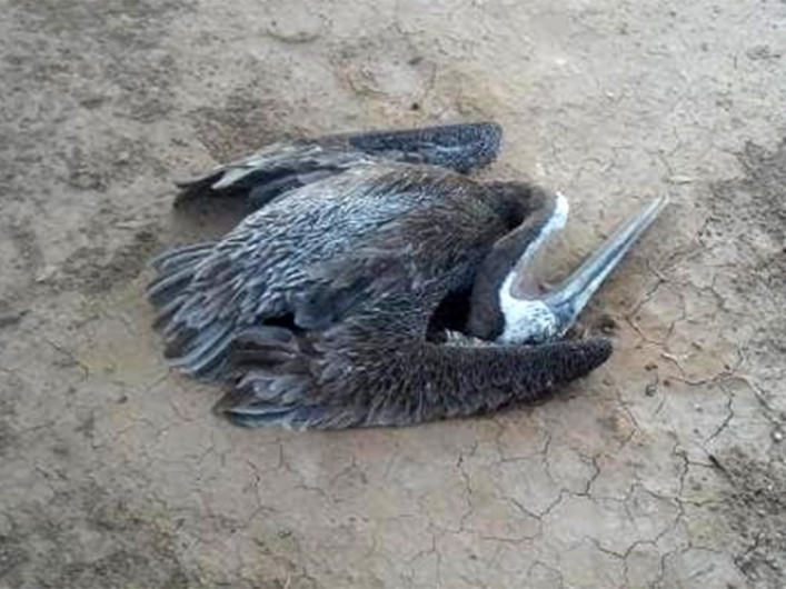 Llueven pelicanos en Mexicali