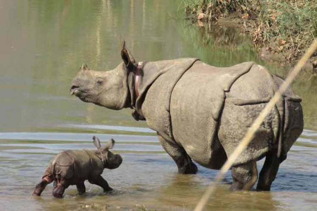 Aumenta población de rinocerontes en Nepal