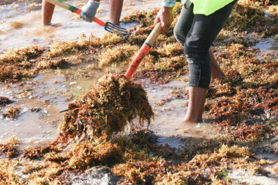 Nueva oleada de sargazo en el Caribe mexicano