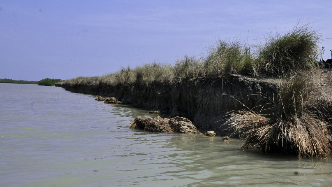 Sistemas de manglar actúan como barrera natural contra huracanes