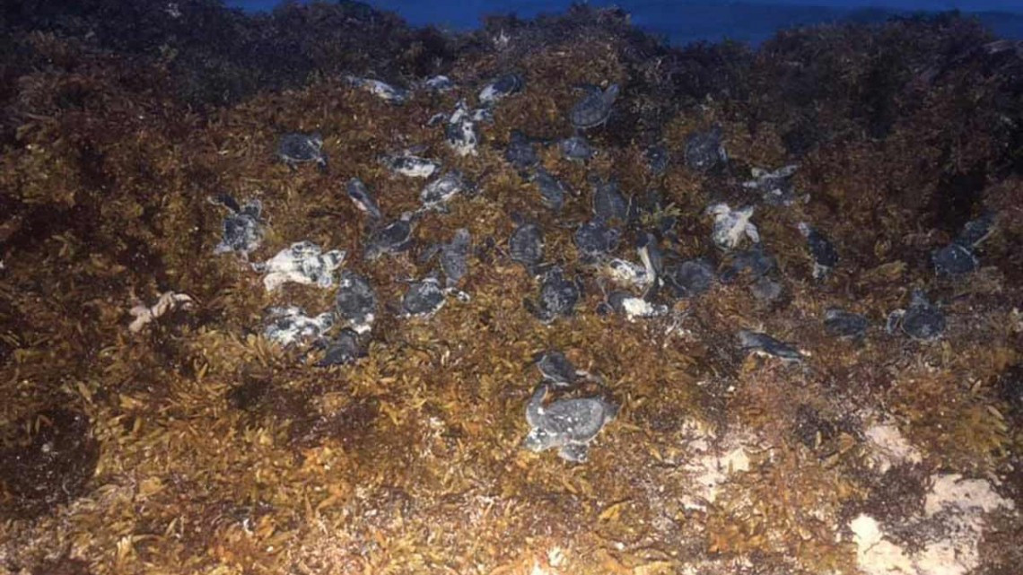 Sargazo provoca muerte de tortugas