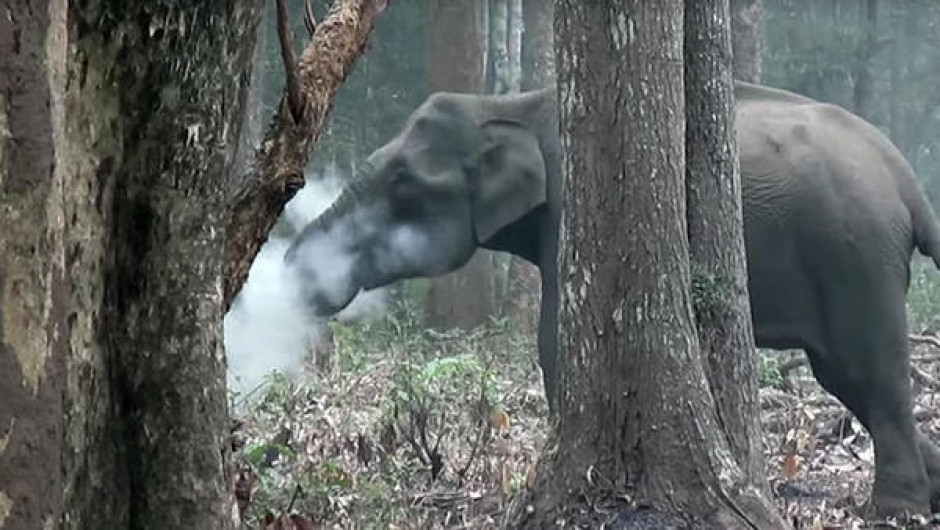 Un elefante, ¿fumando?