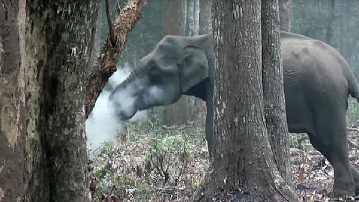 Un elefante, ¿fumando?
