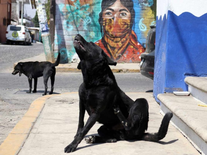Buscan “eliminar” perros callejeros en Puebla