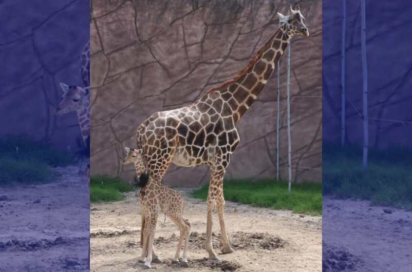 Nace jirafa en el zoológico Tamatán