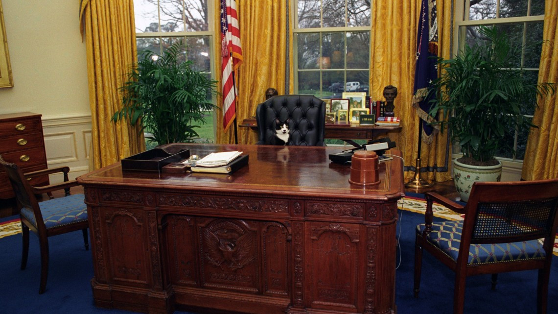 ¿Por qué se celebra el Día Internacional del Gato?