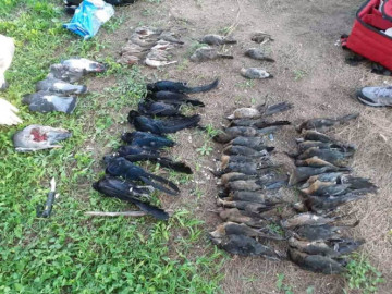 Al menos 100 aves muertas en Zapopan