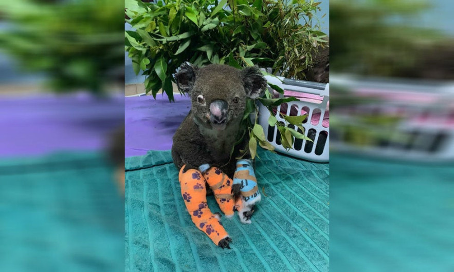Muere el koala rescatado en Australia