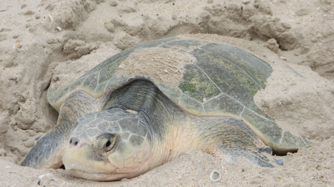 Despide Tamaulipas a la Tortuga Lora