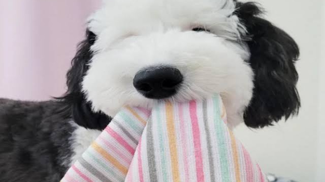 Bayley, la doble de Snoppy que es una sensación en las redes 