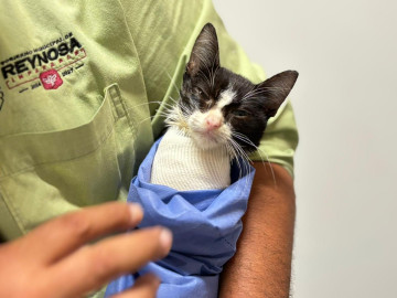 Atendió Hospital Veterinario Municipal de Reynosa a felino rescatado por un alma caritativa