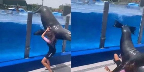 Lobo marino aplasta a su entrenadora durante show 