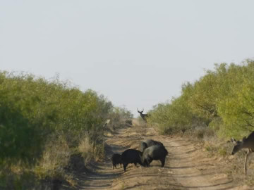 Proyecta NLD derrama de 15 millones de dólares por cacería 
