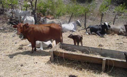 Preocupa calor a ganaderos