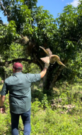 Libera la Comisión de Parques búhos, linces, ocelote y osezna
