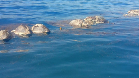 Aparecen más de 300 tortugas muertas en las costas de México