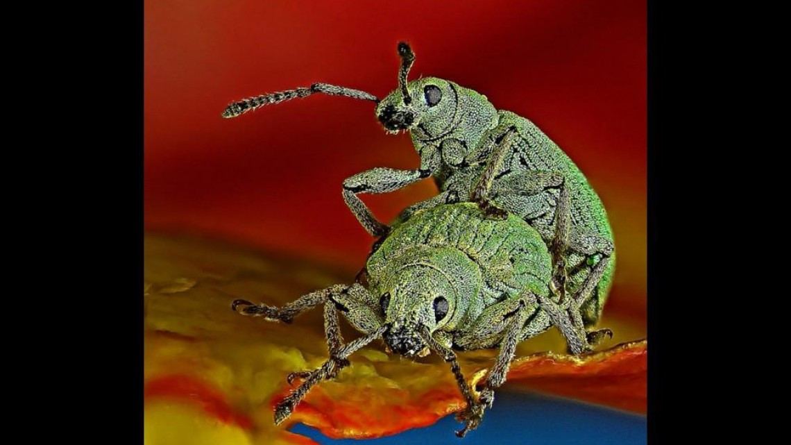 Estas microscópicas imágenes te sorprenderán