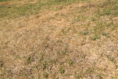 Afectan altas temperaturas a parques de Madero