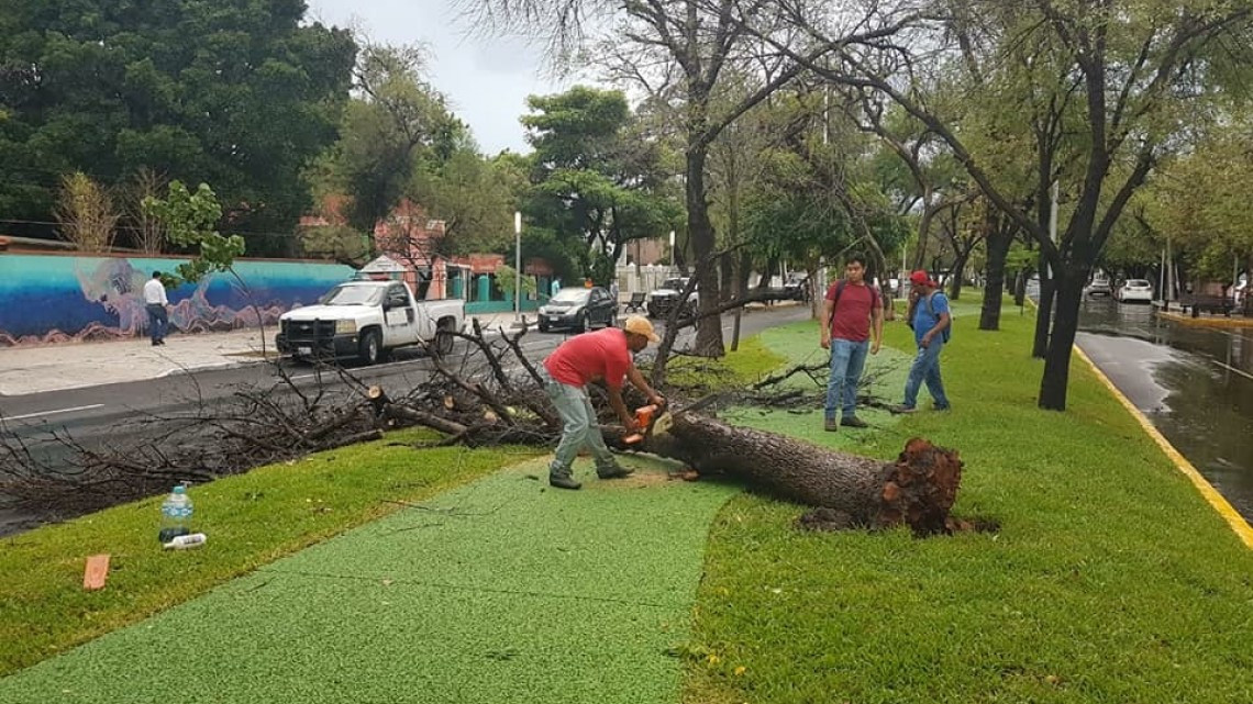 Fuerte lluvia deja 14 árboles caídos en Victoria