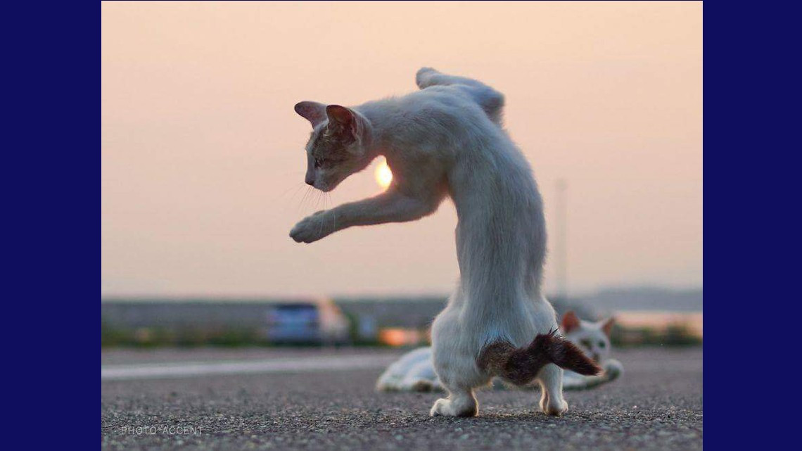 Estos gatos no son ninjas, pero lo parecen