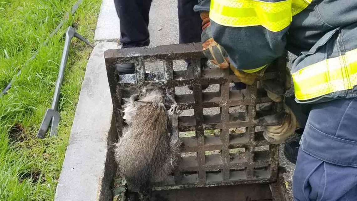 ¡Enhorabuena! Rescantan a mapache que quedó atrapado en coladera
