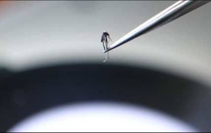 Detectan en Europa el primer caso de transmisión sexual del Dengue